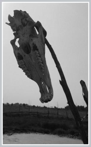 Tass_adar's profile picture. 