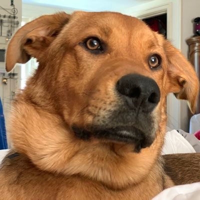 I’m 1/3 #GermanShepherd 1/3 #greatpyrenees 1/3 #pitbull. Never had a bad day but they sound great.