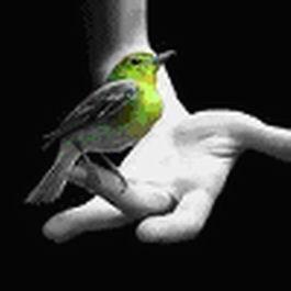 naturalistiar's profile picture. людський світ - недосконалий, але ми можемо це поліпшити! жити - цікаво!
world is not perfect, but we have chance to improve this! life is interesting!