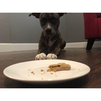 Waggy Tail Dog Treats, started by 13y/o girl who has plans to save the world on doggy treat at a time! ig: waggytaildogtreats