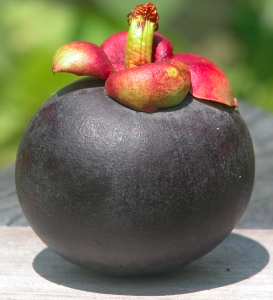 Mangosteen Farm in Costa Rica.