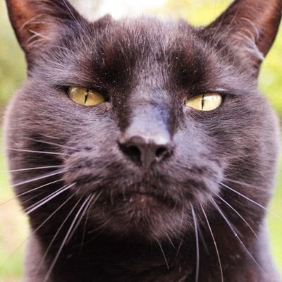 LuluStinkz's profile picture. my Name is lulu  and I do Whatever I want. i model . i am rescued and think i am TEN year old. #cattwitter she/here