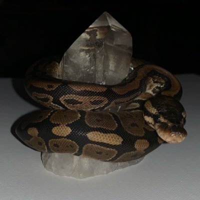 Parsel19's profile picture. Just a small town 🐍 livin’ in a humid tank, I took the warmest path slitherin’ everywhere. dim 💡s , dead 🐁s , once a week to get my fill.