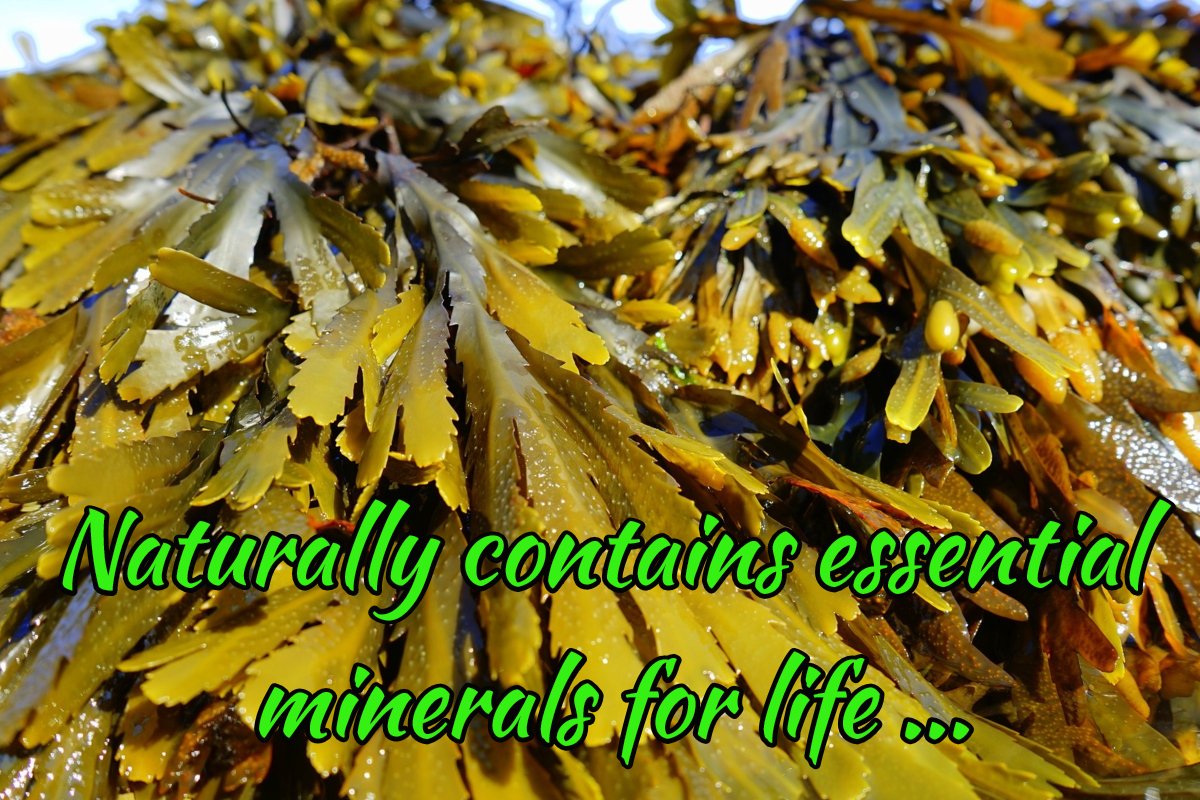 Nature's essential #minerals for #healthy #life ready wrapped for picking, #seaweed for #biodiversity, #aquaculture and #sustainability even #seaweedcosmetics !