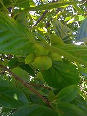 livingwaterfarm's profile picture. We have been growing specialty produce for over 15 years. Our considerations earth, it's people and the environment. Find us in California farmers markets.