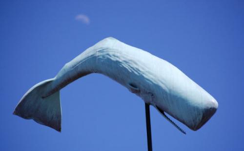 seasharp_ACK's profile picture. 