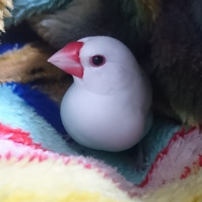 ChikoScience2's profile picture. CRM50/インプレッサ乗ってます。
工具好き
ほとんど呟きませんがTwitterは見ています