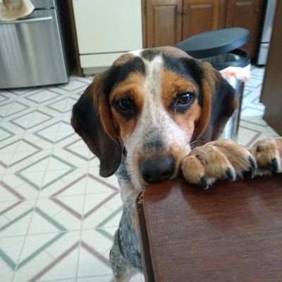 Doggie lover and lover of Indian, Japanese, Asian food, good coffee, cello, classical music. My beagle, Layne, has taken over my Twitter account.