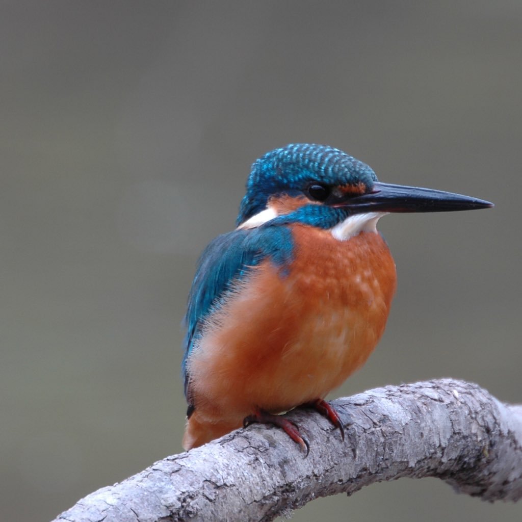 Birder in Japan🇯🇵 Big love for wild birds all over the world🐥🌐 I want to introduce the birds of Japan💟Please follow me❣️