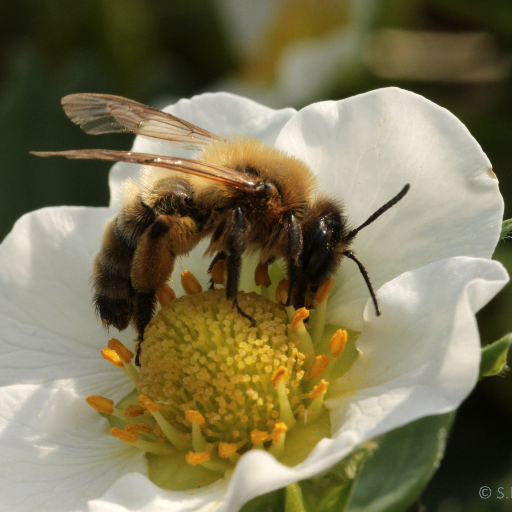 Functional #Agrobiodiversity & #Agroecology, University of Göttingen, Lab of @CatrinWestphal & Teja Tscharntke
#biodiversity #landscape #pollination #biocontrol