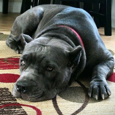 IT Specialist and Network Administration. lightweight gamer and sports fanatic. Lakers 🏀 Chargers⚡Cane Corso 🐾 pew pew life card collector who do you collect?