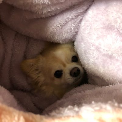 はるさめさんのプロフィール画像