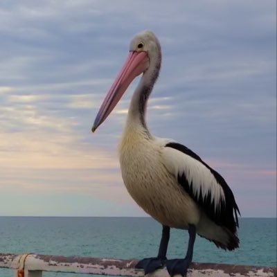 premiumbodega's profile picture. I’m gonna try to season some of the generic consumption