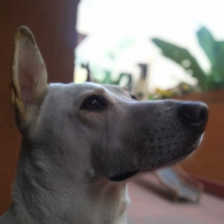 ClassicZenny's profile picture. Done with school. Still dealing with mid life crisis. This account is another schism in the already fractured online personality of @zennmaster.