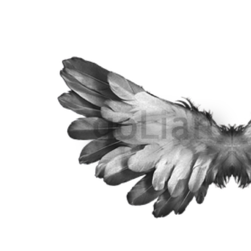 pngcan's profile picture. Kind Regards Friends