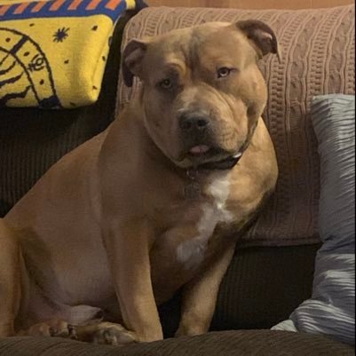 MikeMccalliste9's profile picture. 