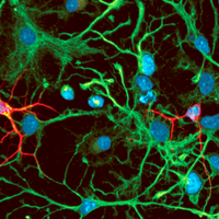 BCRegMed Network (@bcregmed) 's Twitter Profile