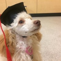 Lacey #RESIST! I AM WOKE ANTIFA AND PROUD TO BE. (@lacefire7) 's Twitter Profile