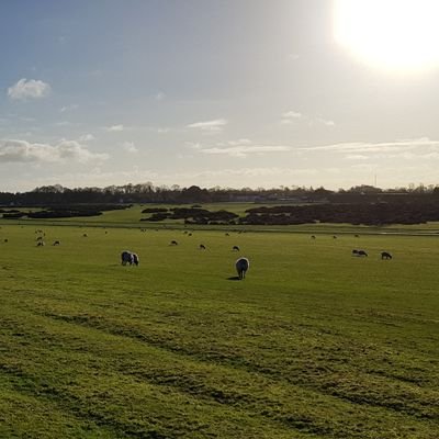 CurraghOf's profile picture. uncultivated