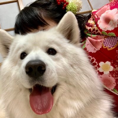 mayuko_st's profile picture. kjg67/tit15/beng21/giant white DOG Samoyed