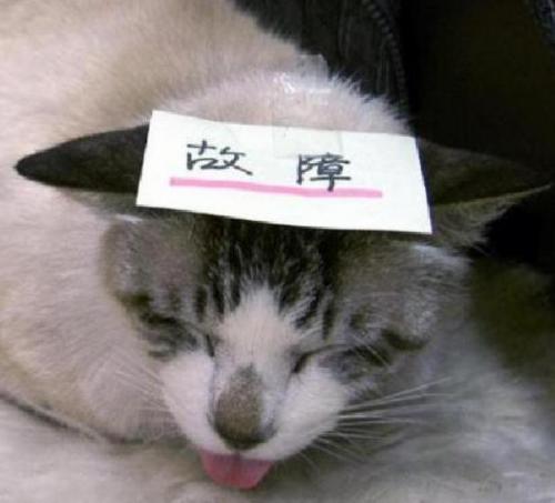 やまねこ♡　他の方はいいね、コメントご遠慮くださいね。 シロネコヤマト (@shironeko_ymt) / Posts / X