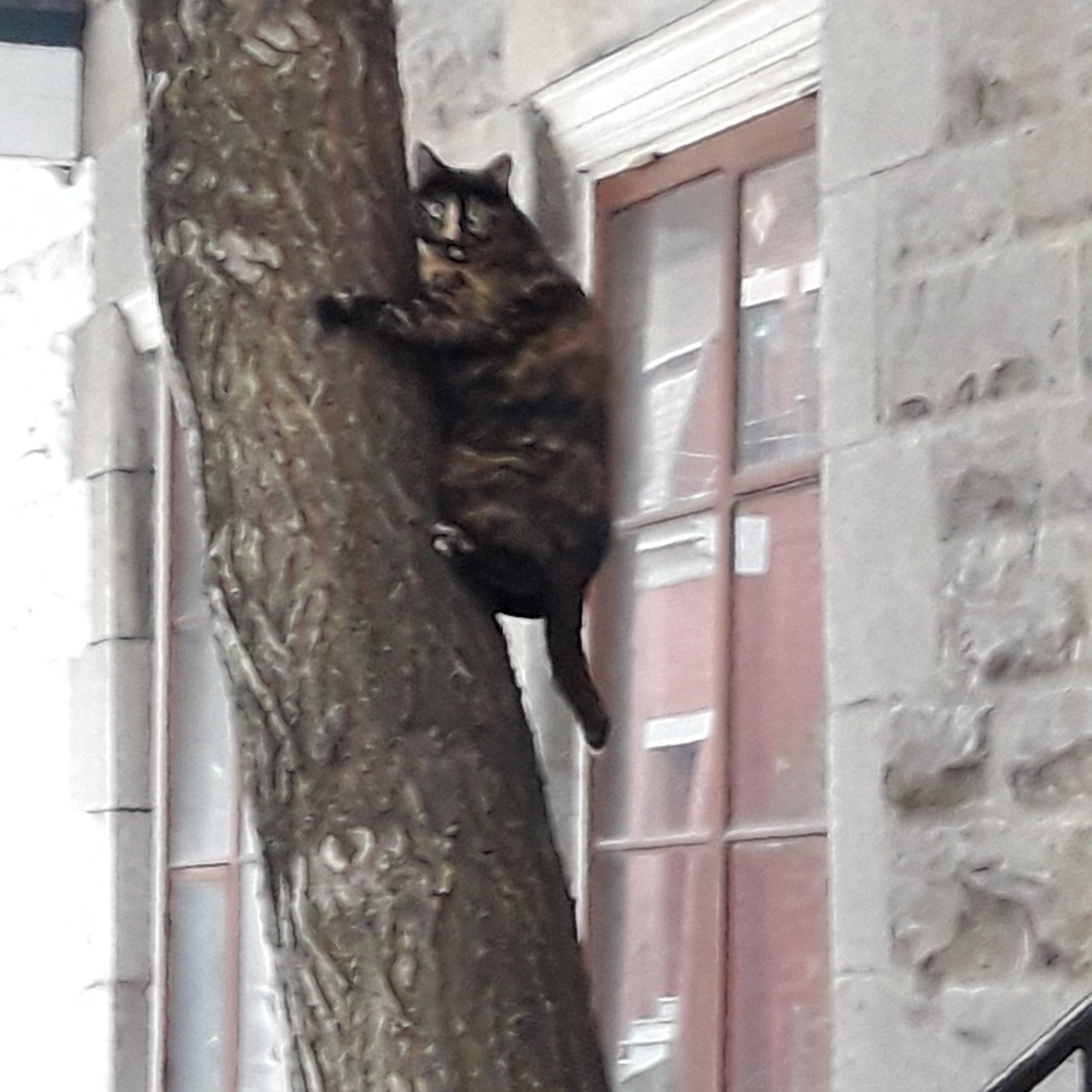 Kora420's profile picture. 