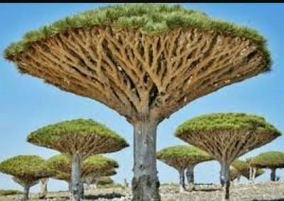 Socotra101's profile picture. LGBT, PORNO, BuzerRp, PKI, Zionis auto Block