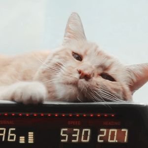 q isso q td mundo virou pó • se tentarem me matar eu engulo • oq é gato eu sou uma flerken