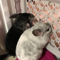 Jelly Bean and Sugar (Sugar🌈) (@sugarandjelly) 's Twitter Profile Photo