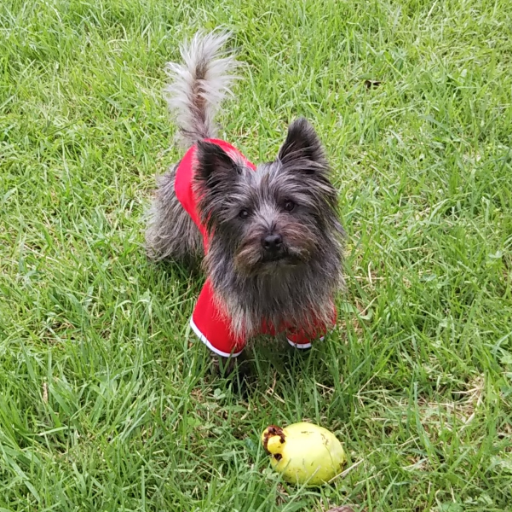 Akasu🙎‍♂️🇯🇵 with Cairn terrier Champ🐶🐾