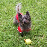 Akasu🙎‍♂️🇯🇵 with Cairn terrier Champ🐶🐾(@Cairn_Champ) 's Twitter Profile Photo