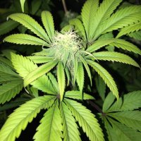 TheJoyOfCannabis (@joycannabis) 's Twitter Profile