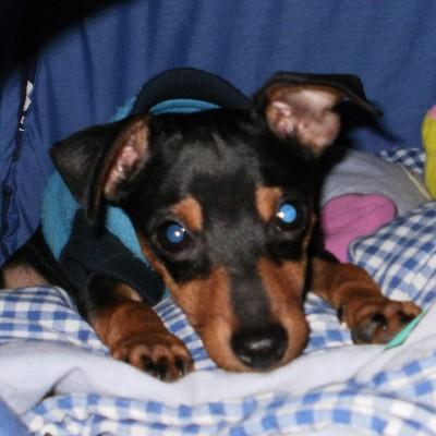 smintchick's profile picture. 