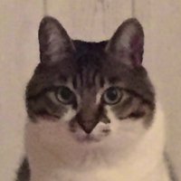 ぺる@猫垢🐱 (@catloverperu) 's Twitter Profile Photo ぺる@猫垢🐱 (@catloverperu) 's Twitter Profile Photo