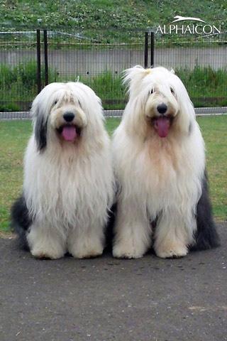 taka3_en's profile picture. I love music and movies.Big fan of Apple.I love dogs and have one. She is a English Cocker Spaniel.