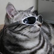 barfunnykitty's profile picture. 初めましてヽ(^∀^)ノ
”新感覚”ガールズバーやってます！！
エッチで元気な、、、
あとは…



秘密です、、、