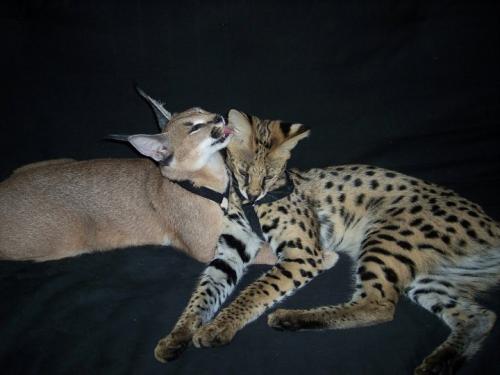 TammieFree's profile picture. Our new Website is on its way! We have over 18 yrs of experience in Breeding/Owning/Loving/Pet Sitting & Educating on Exotic Animal Pet ownership!