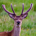deer (@derddeer) Twitter profile photo deer (@derddeer) Twitter profile photo