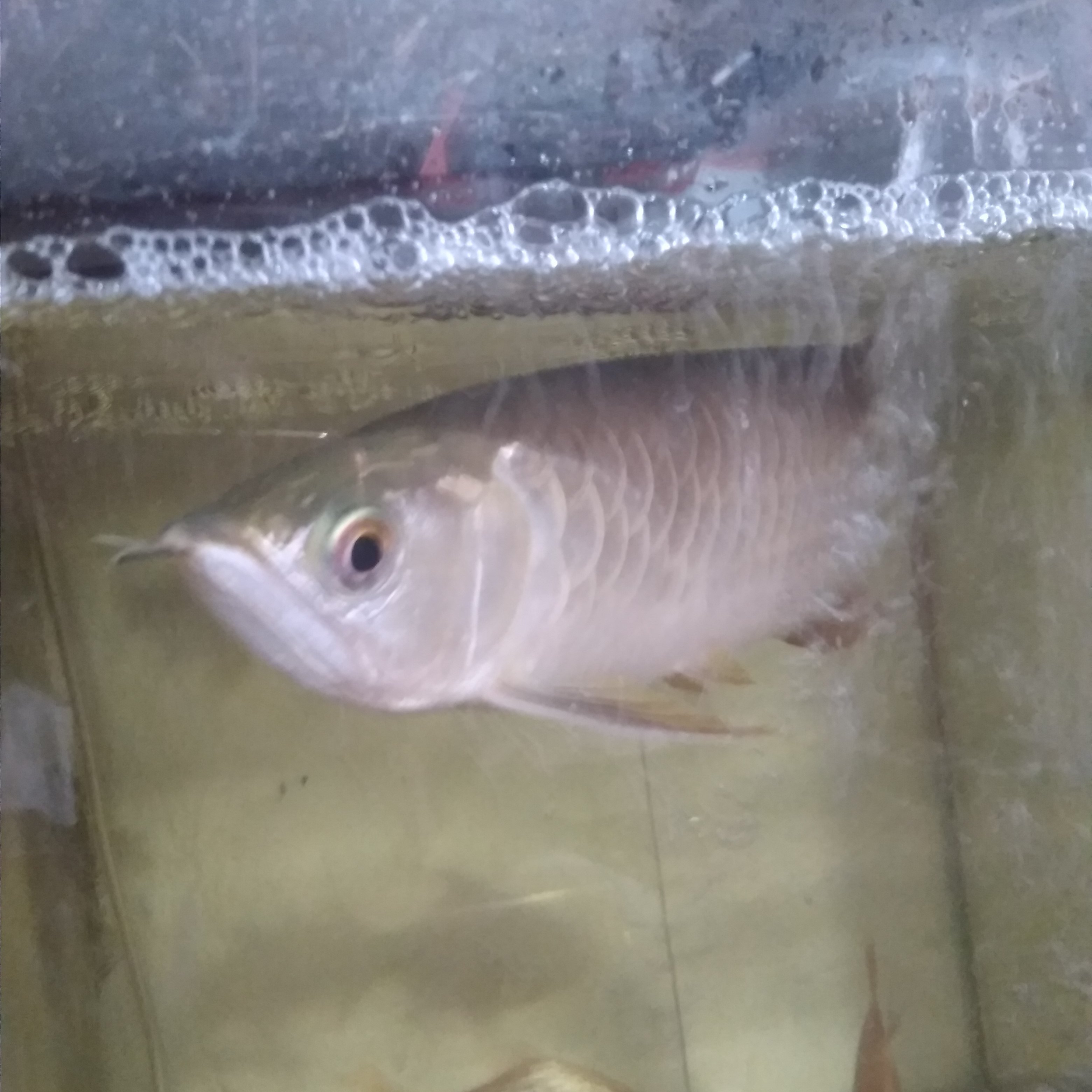 BraeBrow's profile picture. No think