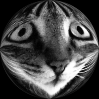 Ibn Walid (@walid970721) 's Twitter Profile Photo Ibn Walid (@walid970721) 's Twitter Profile Photo
