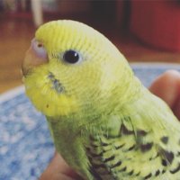 Sweethan🐤ツイッターの青い鳥🐦 (@sweethan8) 's Twitter Profile