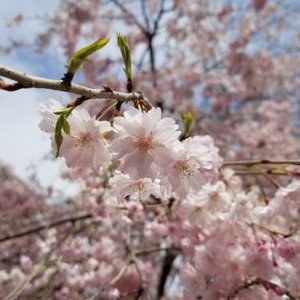 杏花 小説家になろう Pixiv Kyoka Izumi1 Twitter