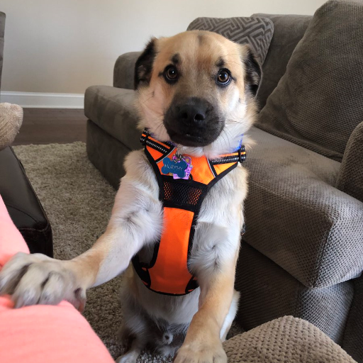 My name is Mr. Murphy Pants. I'm a shepherd mix that loves to run and play. I help train my mommy for marathons and my daddy is a weatherman at 6abc.