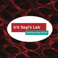 Irit Sagi's Lab(@LabSagi) 's Twitter Profile Photo