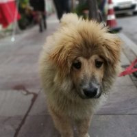 Yanko (@yangoshaciyanis) 's Twitter Profile Photo Yanko (@yangoshaciyanis) 's Twitter Profile Photo