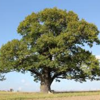 Oak Class (@foxfldoak3) 's Twitter Profile Photo