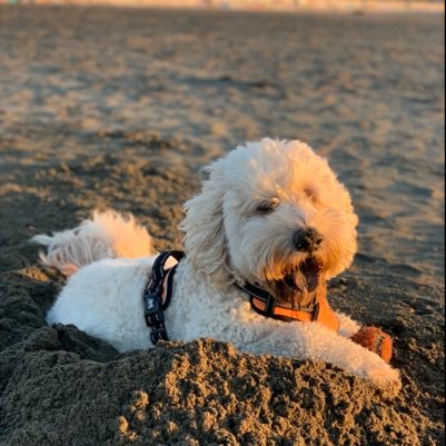 testfest6's profile picture. 