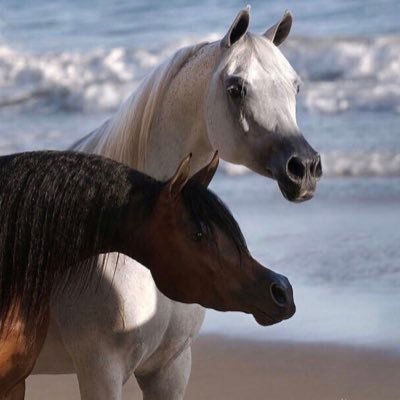 ReemaAlotaibi17's profile picture. (مَّا يَلْفِظُ مِن قَوْلٍ إِلَّا لَدَيْهِ رَقِيبٌ عَتِيدٌ)