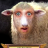 Dilly the Sheep