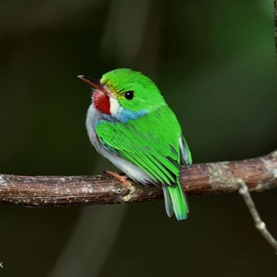 okeetzo31's profile picture. 